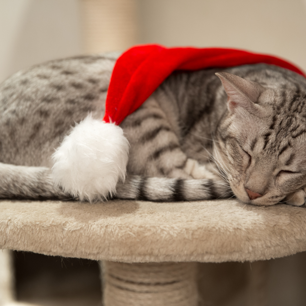 a sleeping ocicat with a xmas hat on top of it