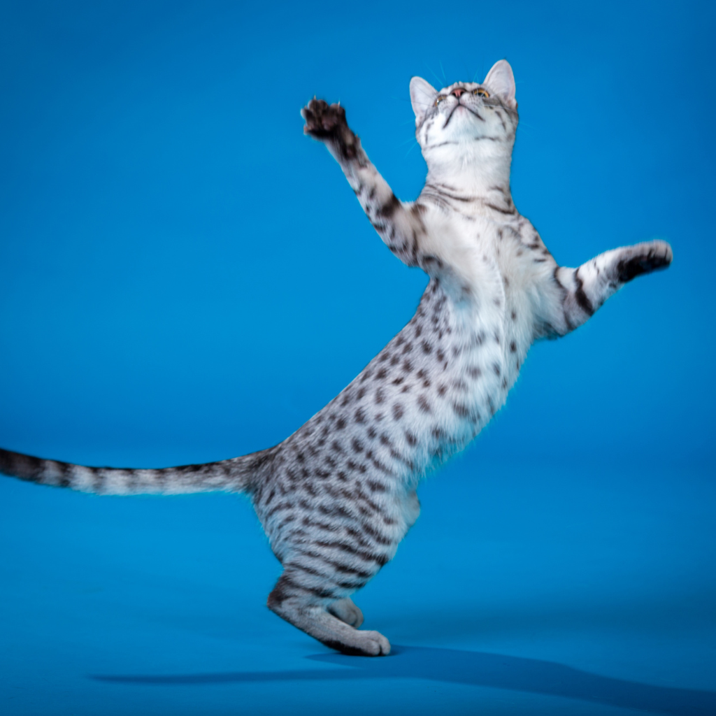 egyptian mau cat hunting a fly