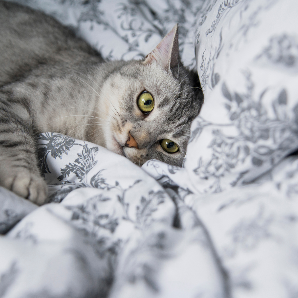 egyptian mau in a relaxing blanket