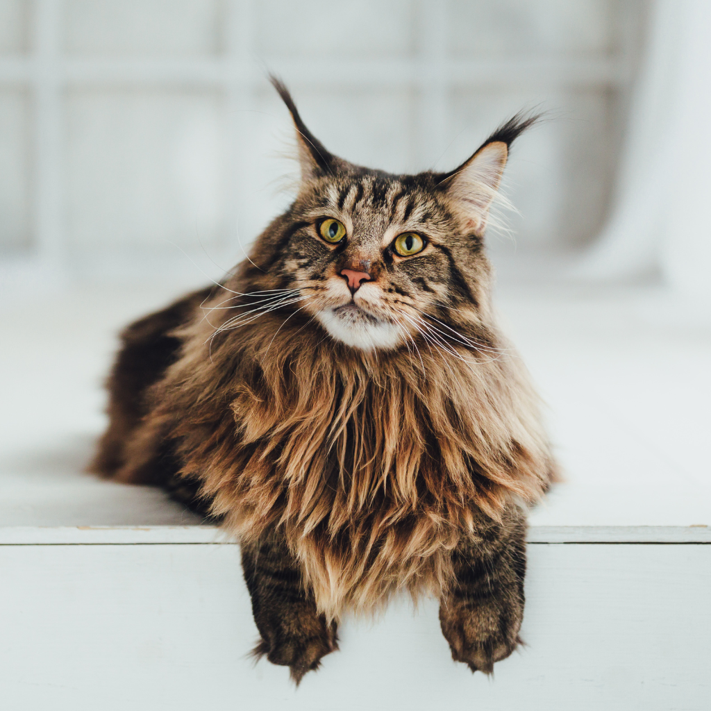 maine coon posing
