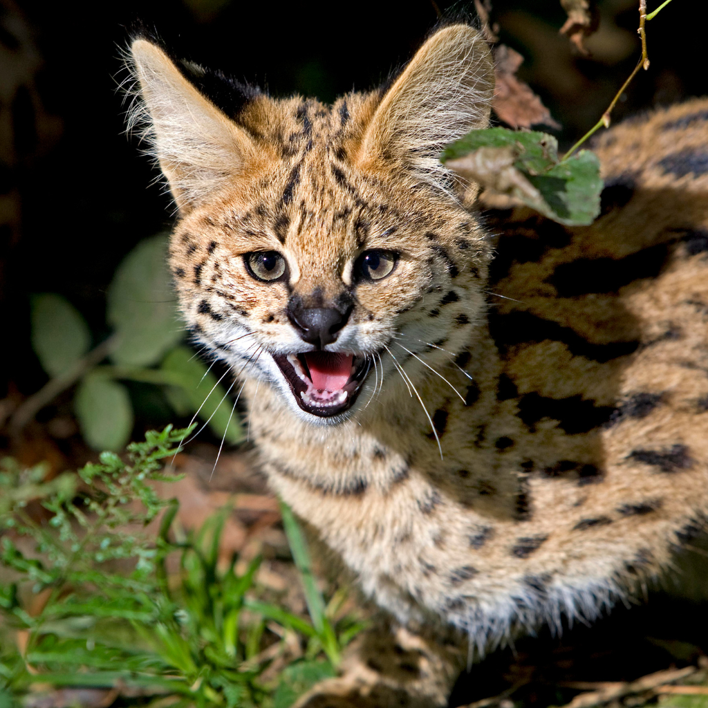 serval looking serious